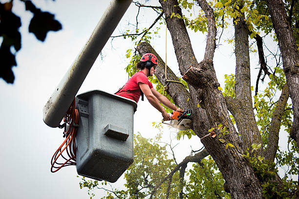 How Our Tree Care Process Works  in  Middlesex, NC